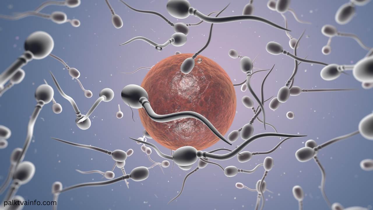 fertility days in woman in marathi